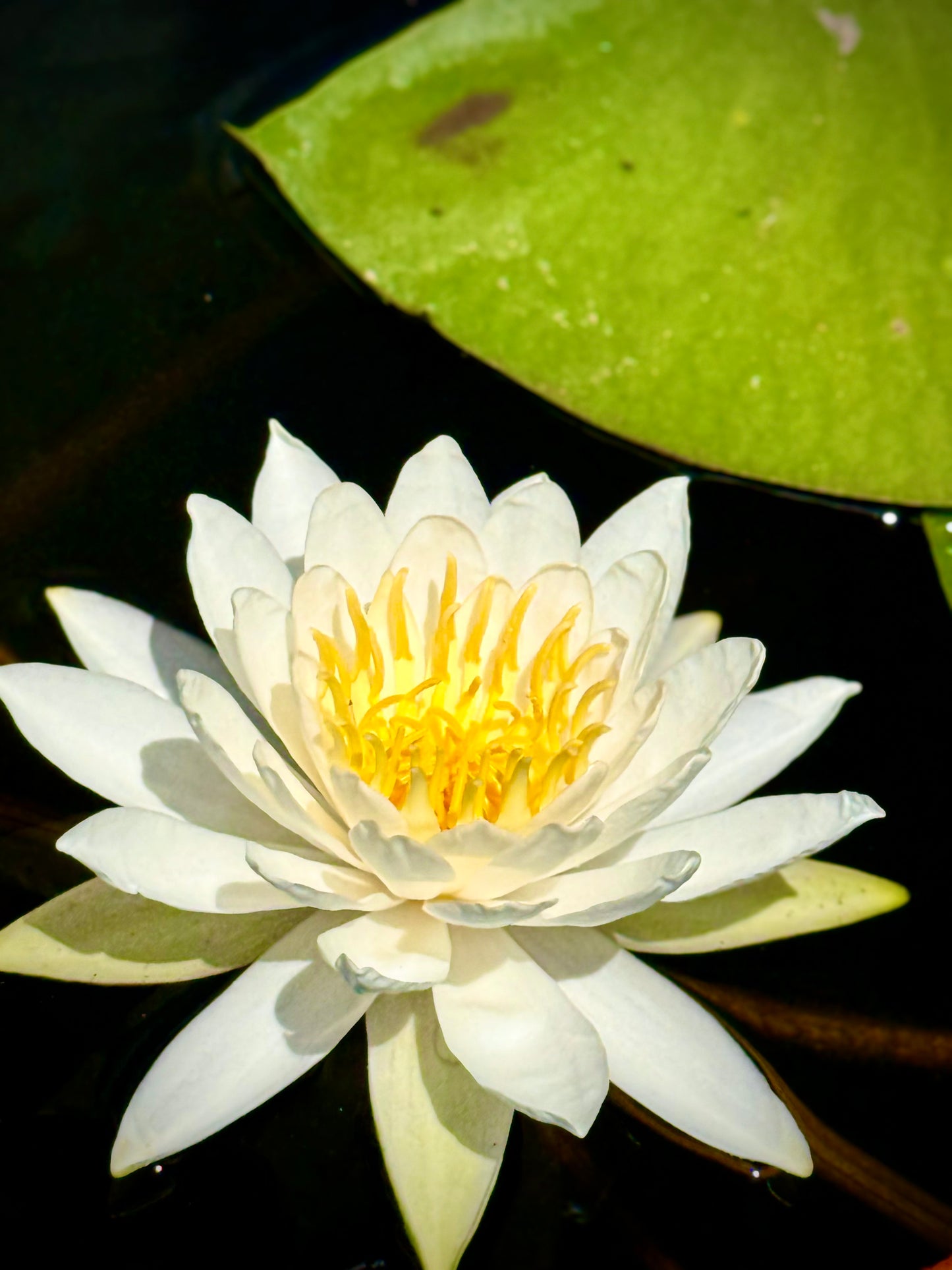 White Waterlily - Doreen Avila, Artist