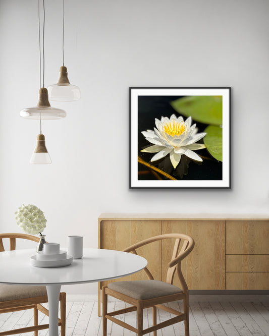 White Waterlily - Doreen Avila, Artist