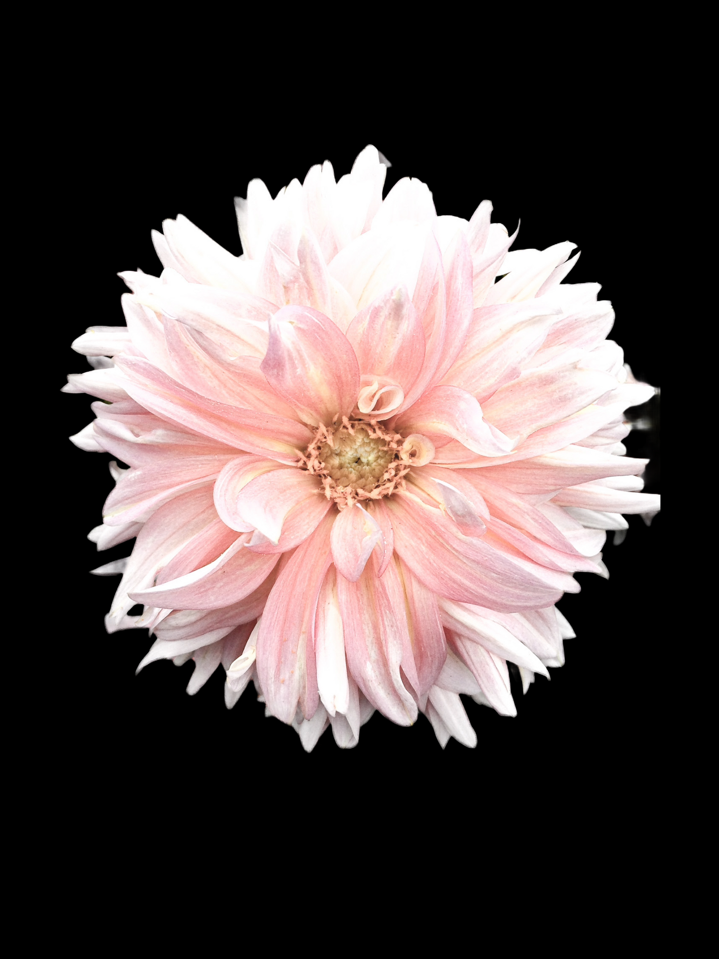 FLORAL 3 - DOREEN AVILA