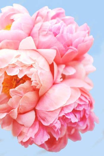 Perfect Petals