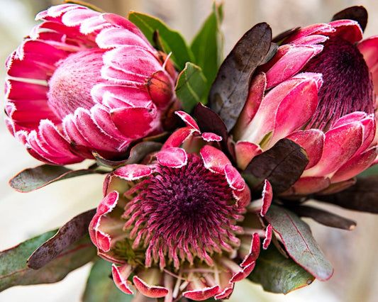 Pretty Protea