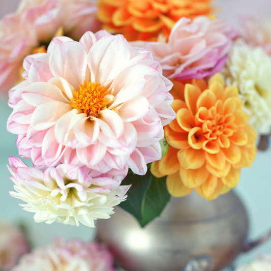 Darling Dahlia