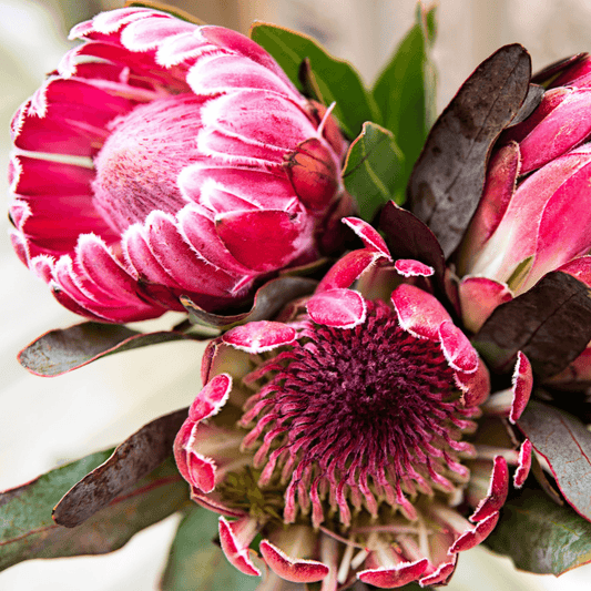 Pretty Protea